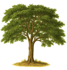 copaiba balsam source illustration