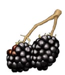 petits fruits - mûre