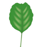 Feuille - spatulée