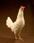 White Leghorn Chicken