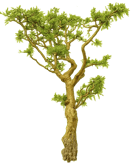 frankincense source illustration