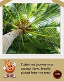 Pollachi Coconut processing captured during export preparation by Balki International