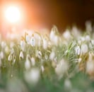 snowdrops in the grass