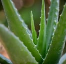 Acercamiento de planta aloe vera con gotas de aga en hojas