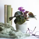 Una planta de violeta africana en maceta blanca encima de un mueble con libros y un par de gafas