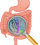 Imagen de Microbiota utilizado en la pagina web de la Dra. Arlenis Guzmán 