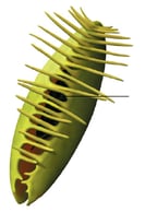 Plante carnivore