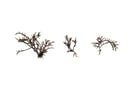 Gelidiella sp.