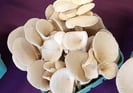 Purchase Kansas City Mushroom Company's fresh mushrooms at the farmers market.