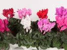 plantes, fleurs, livraison gratuite tombe, cimetiere Sepulture49