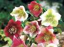 plantes, fleurs, livraison gratuite tombe, cimetiere Sepulture49