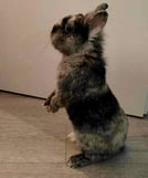 photo d'un lapin utilisé pour un tufting personnalisé du lapin