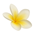 a yellow flower on a Lomi Lomi session button