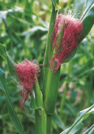 Maïs - Zea mays