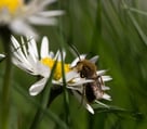 abeille macro