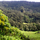 Reforestation in Colombia. Terra Forest