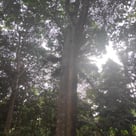 Reforestation in Colombia. Terra Forest