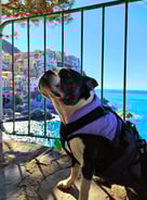 Yoki overlooking the coloured buildings of Manarola.