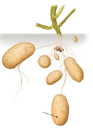 Pommes de terre - tubercules