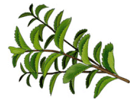 Herbe - menthe