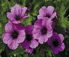 Plante Géranium - Pelargonium graveolens