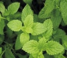 Plante Menthe poivrée - Mentha piperita