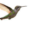 Colibri gite chez claudia