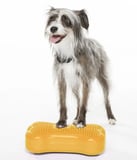 cachorro na creche fazendo exercícios fisio-fitness