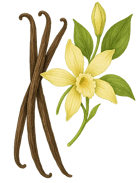 vanilla illustration