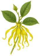 ylang ylang  illustration