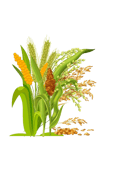 Millets export