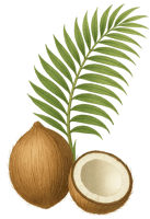 coconut illustration