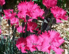 FLEURS TOMBE OEILLETS LIVRAISON GRATUITE SEPULTURE49