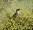 A Cedar Waxwing bird identified during a Natural Heritage Evaluation.