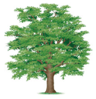 Plante à fleur ligneuse - Chêne 