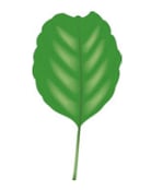 Feuille - spatulée
