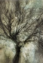 Ethereal abstract tree artwork by Martin Osner from the Eminence series, showcasing layered natural textures and light.