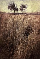 “Quintessence” – A tranquil fine art photography print by Martin Osner featuring two distant trees above golden grass