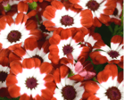 fleurs livraison gratuite tombe, cinéraire des rameaux, 49000, MAYENNE, Sarthe
