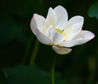 international funding, a white lotus flower
