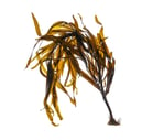 Seirococcus axillaris