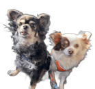Les collaboratrices de l'artisane BERENGERE SILVER BIJOUX Deux petites chihuahuas