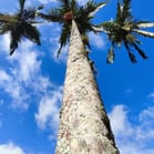 Jardim Botânico, Rio de Janeiro