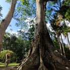 Jardim Botânico, Rio de Janeiro