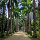 Palmeiras Imperiais, Jardim Botânico, Rio de Janeiro