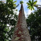 Palmeiras, Jardim Botânico, Rio de Janeiro