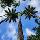 Palmeiras, Jardim Botânico, Rio de Janeiro