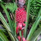 Jardim Botânico, Rio de Janeiro