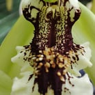 orquidário, Jardim Botânico, Rio de Janeiro