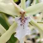 orquídea, Jardim Botânico, Rio de Janeiro